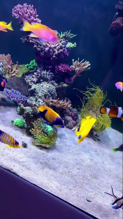 Just some BEAUTIFUL fish in the reef tank! #aquarium #aquariumfish