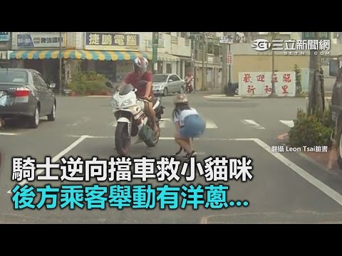 騎士逆向擋車救小貓咪 後方乘客舉動有洋蔥...｜三立新聞網SETN.com