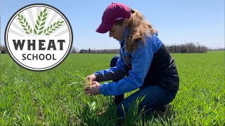 Wheat School: Timing growth regulators for winter wheat