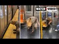 Buddy the rat rides new york city subway in viral tiktok