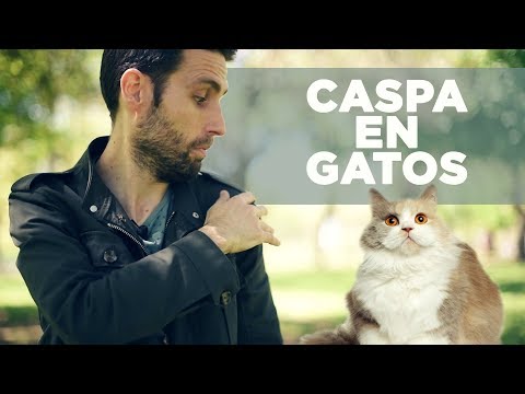 Video: Qué Hacer Si Tu Gato Desarrolla Caspa