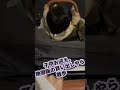 ママしながらアイドルやるの大変すぎてやばい楽しい