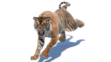 Animated Tiger 3D Model with Realistic Groomed Fur | PROmax3D
