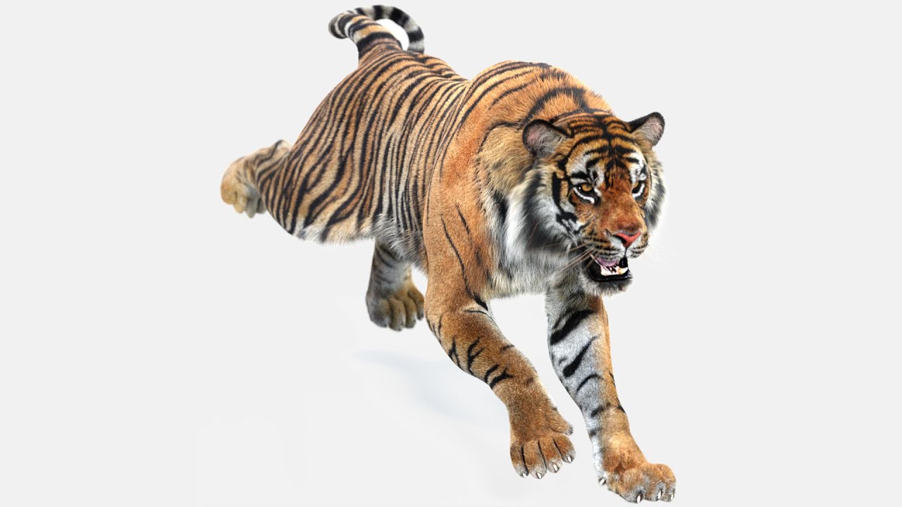 Animated Tiger 3D Model With Fur | @Promax3D - Youtube