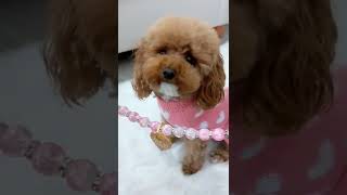 Get Ready With Me: My maltipoo dog puts on a cute pink hearts outfit! #grwm #dog #shorts #ootd