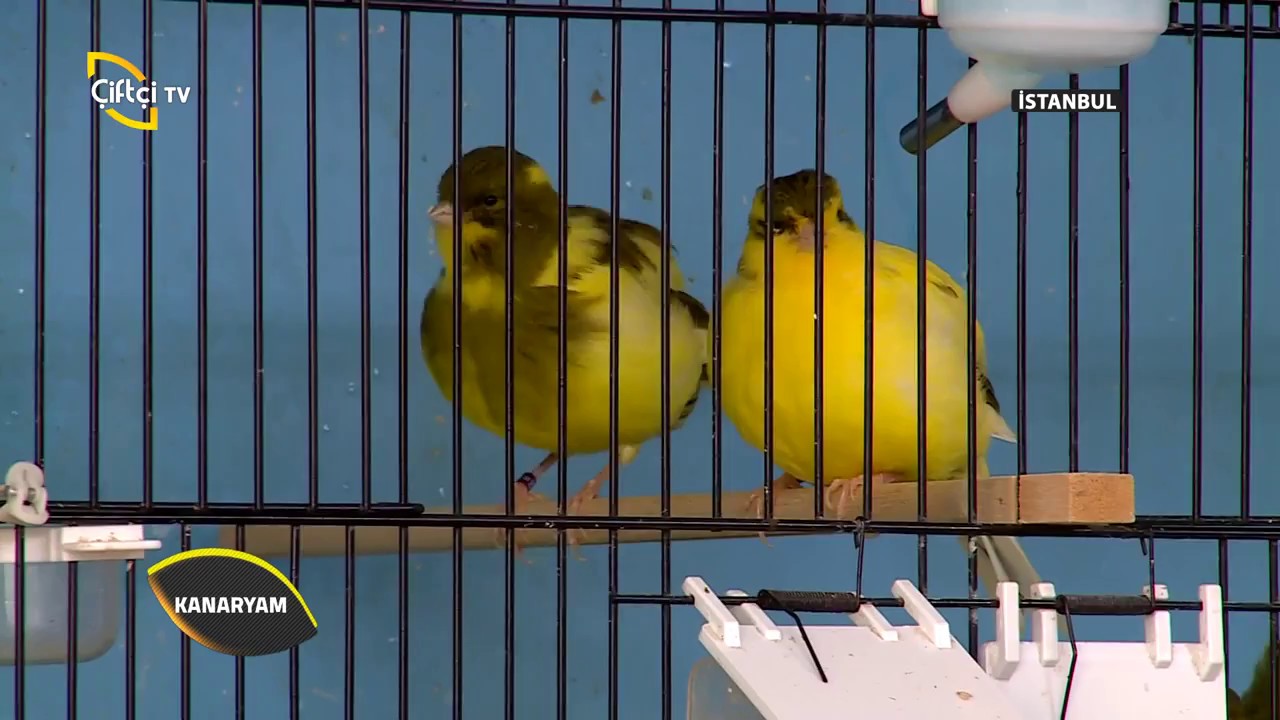 Kanaryam-Border Kanaryası Üretimi Hangi Ayda Yapılır?