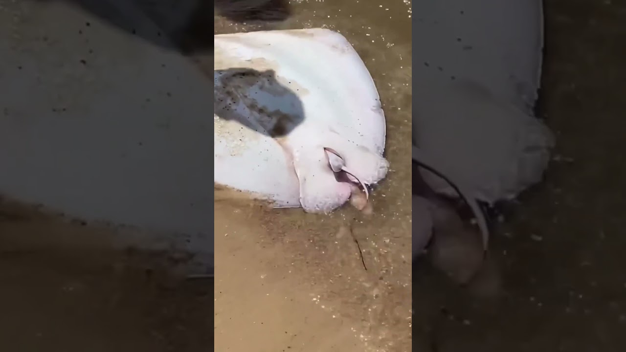 Amazing Stingray fish breeding | Stingray giving birth on beach | 