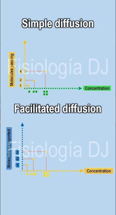 Simple diffusion vs facilitated diffusion | Facilitated diffusion vs ...