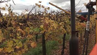 Irymple Vineyard