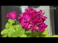 Цветущие пеларгонии. Комнатные цветы. Сентябрь 2020