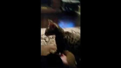 Video 1490731: cat f2 savannah kitten, f3 savannah kittens playing