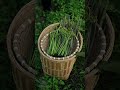 Catch Fish &amp; Wild Bamboo Shoots Cooked The Old Way #survival #outdoorcooking