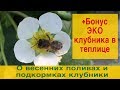 О весенних поливах и подкорках клубники + бонус-видео «ЭКО клубника в теплице» (в конце).