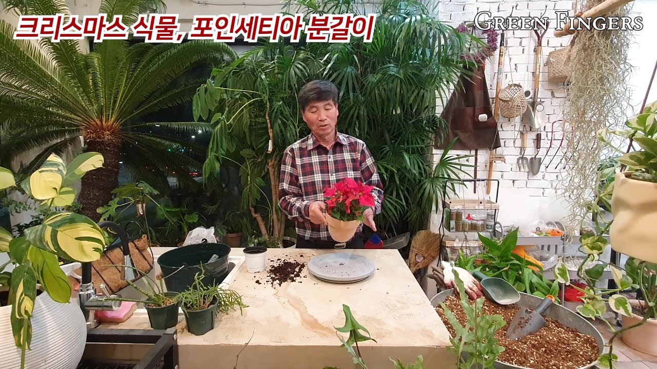 겨울 크리스마스 준비, 포인세티아 분갈이, 포인세티아 키우기 [분갈이 011]