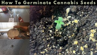 How To Germinate Cannabis Seeds
