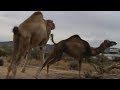 Camels Gone Crazy