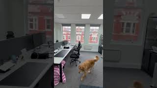 Stamford New Road, Altrincham