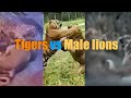 Male lions vs Tigers Ultimate Defeats Compilation 2021 HD (real interactions) 🦁vs 🐯 Recommended