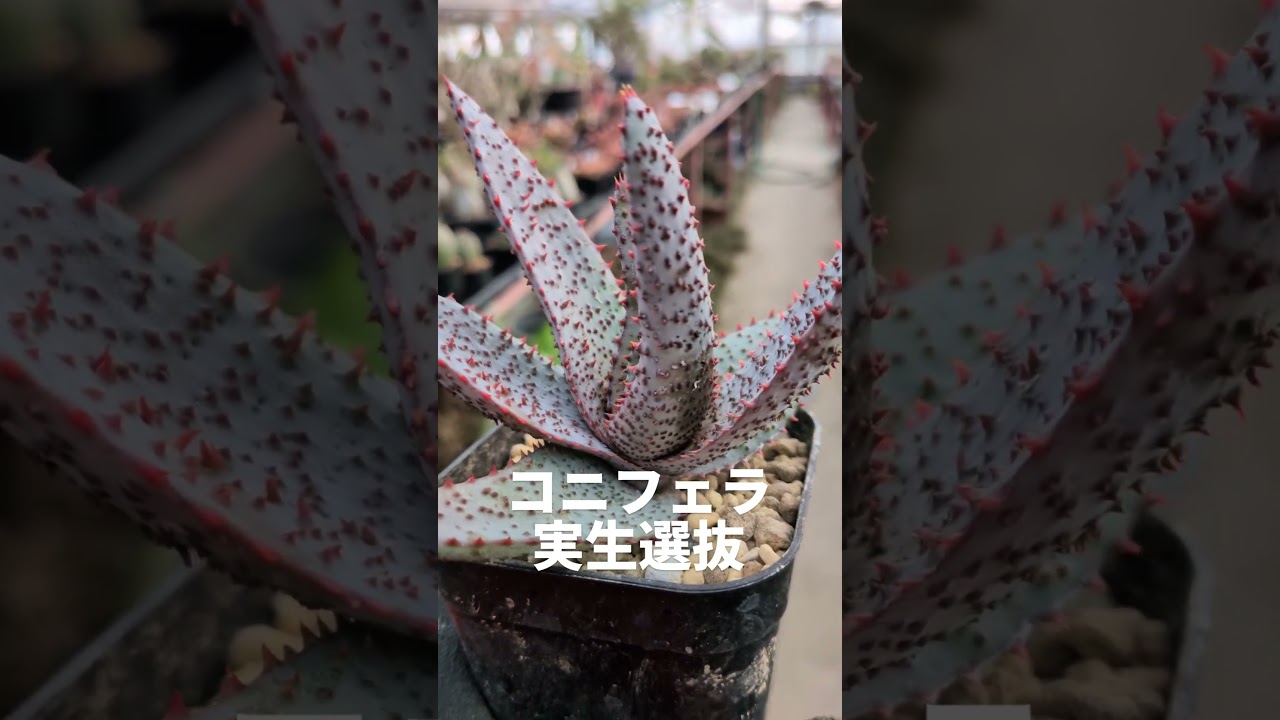 aloeconifera #アロエコニフェラ 実生は楽しい！Superb seedling