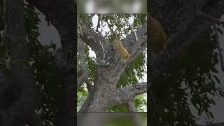 Leopard Drops From a Tree on an Antelope