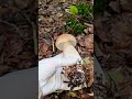 เกือบเหยียบไปแล้ว สีเดียวกับใบไม้เลย king bolete mushroom #nature #เห็ดผึ้งหวาน