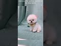 Top 😎 Funny animals videos - Try Not To Laugh 😂😆🤣 - 83 #Shorts