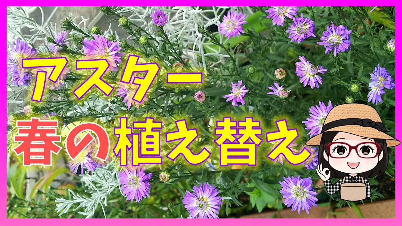 アスター/植え替え/消毒/土の酸度測定/孔雀草