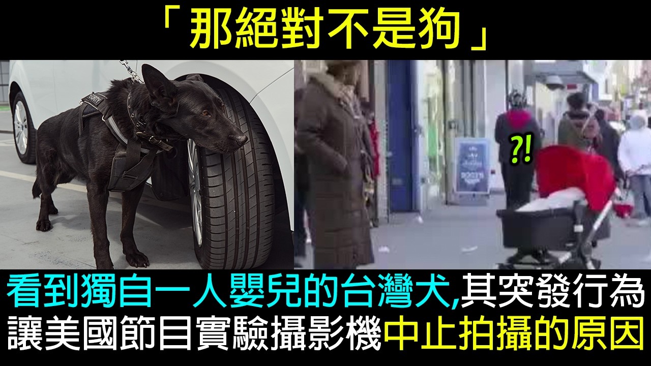 看到獨自一人嬰兒的台灣犬,其突發行為讓美國節目實驗攝影機中止拍攝的原因 縮圖
