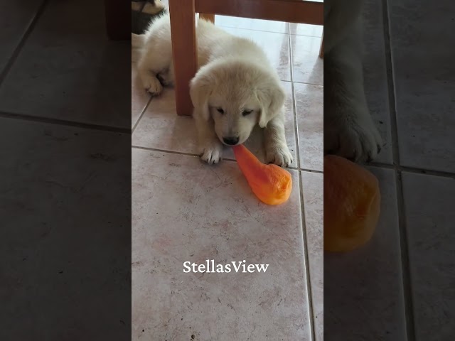 #mydog #stellasview #doggy #puppy