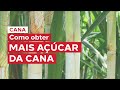 Projeto Satô - Curso de Maturação e Maturadores de Cana - Como obter mais açúcar da cana.