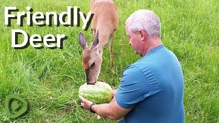Man shares watermelon in the forest with a friendly wild deer