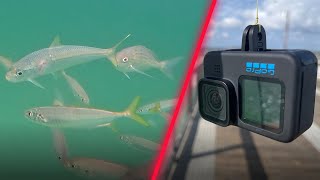 Dropped a GoPro Under Florida's Longest Fishing Pier!
