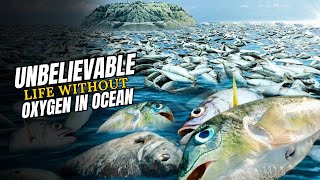 Life Without Oxygen  The Amazing Creatures Thriving in the Ocean's Dead Zones
