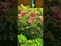 Frühling#song#shorts#flowers#nature#short