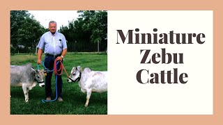 Miniature Zebu Facts Oldest Miniature Cattle Breed