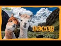 LOS ANDES SALVAJES: Sus extraordinarios animales