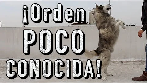 ¿Cuál es la orden más común que se enseña a los perros?