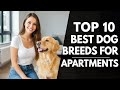 Top 10 Best Dog Breeds for Apartments | Perfect Dogs for Small Homes