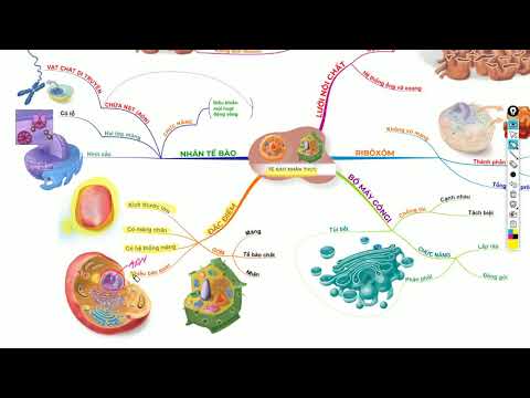 Video SINH HỌC 10 - BÀI 8 - TẾ BÀO NHÂN THỰC #Sodotuduy... - youtube