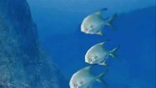 Download Lagu PROFONDO SUB Download Lagu PROFONDO SUB