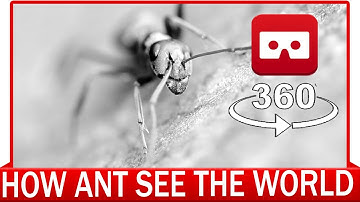 360° VR VIDEO - How the Ant See The World - How Animal see the World - VIRTUAL REALITY 3D