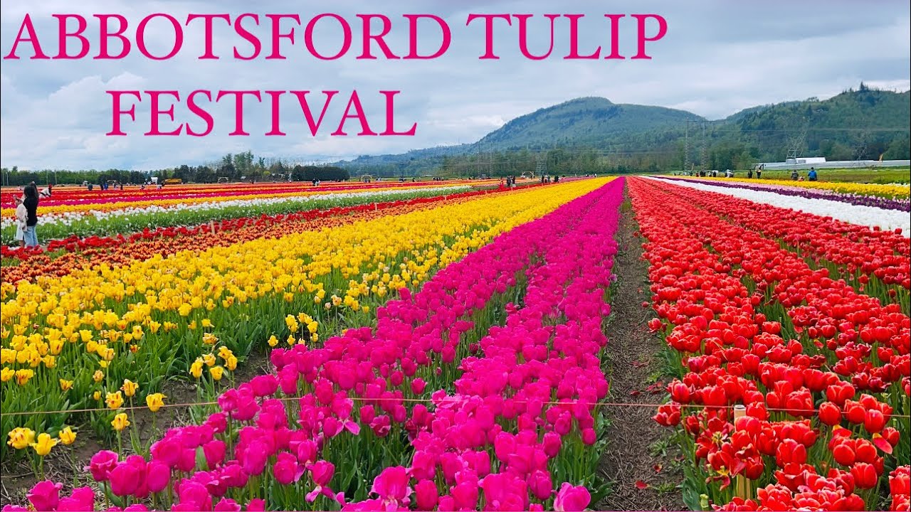 TULIP FESTIVAL 2023 🌷 Vlog 274 YouTube