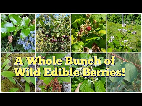 Video: Wild Berry Names