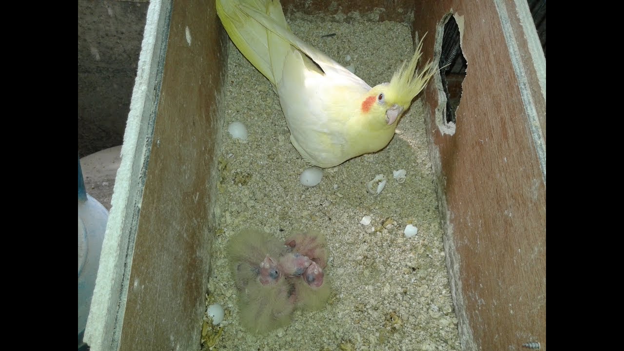 طريقة انتاج طيور الكوكتيل (شروط مهمة جدا للإنتاج).