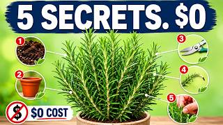 5 Rosemary Secrets Every Pro Gardener Uses (Zero Money Needed) | Kitchen To Garden