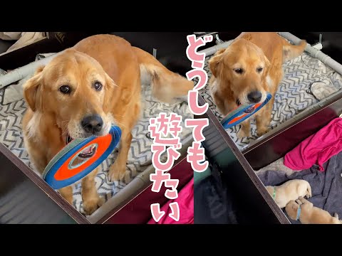 子犬たちと遊びたいママワンコ｜PECO