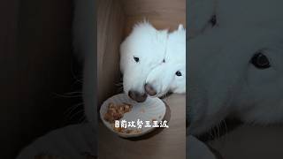 POV：第一次當零食櫃有點緊張#samoyed #samoyeddobby #薩摩耶多比 #薩摩耶 #萌寵 #狗狗 #毛孩 #pets