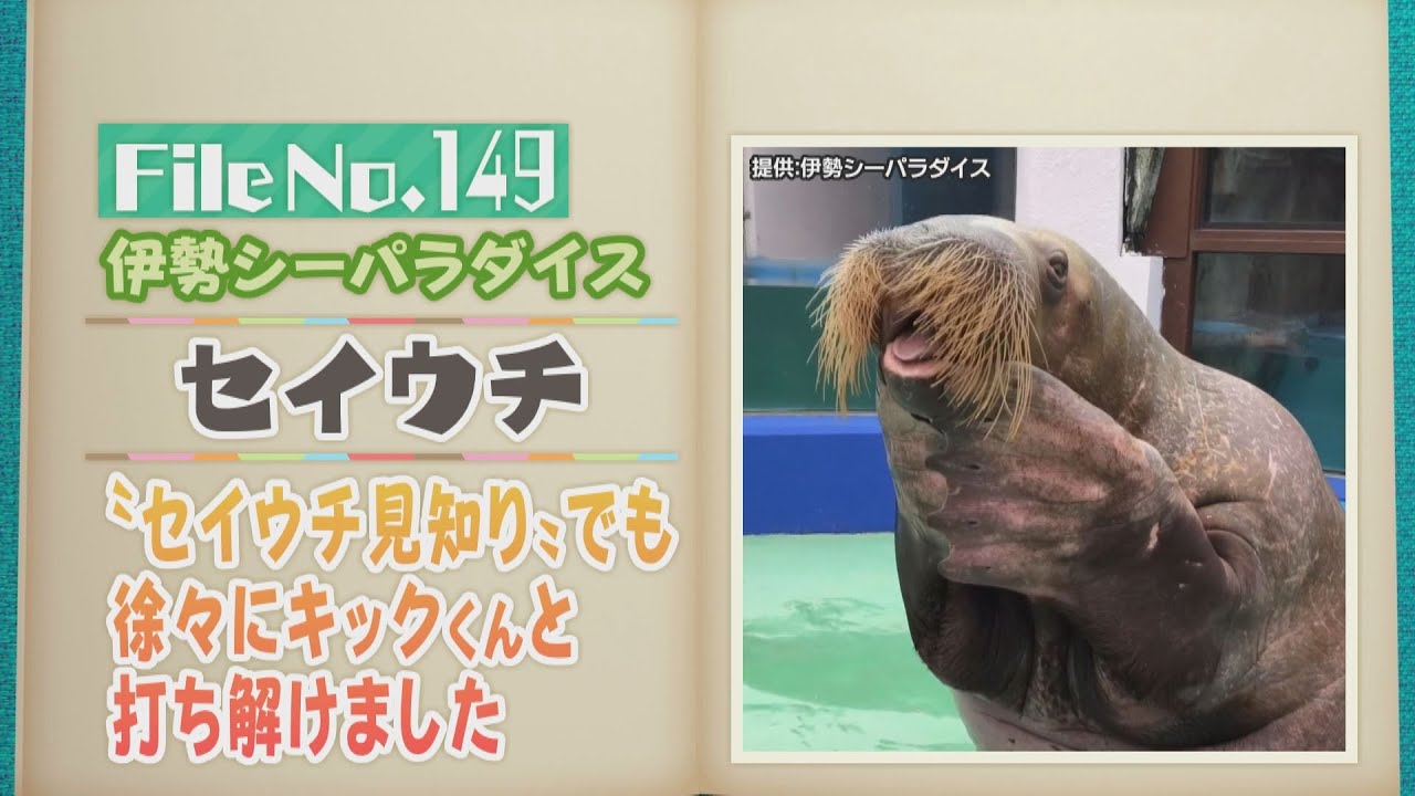 【セイウチ家族】 キュートな行動に飼育員もキュンとくるセイウチ 伊勢シーパラダイス