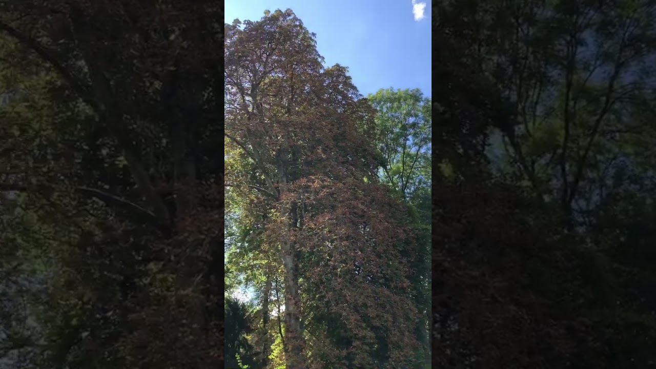 Хотели зайти в Замок Борбек в Эссене, но он закрыт 🤔🥵