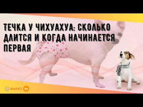 Течка у чихуахуа: сколько длится и когда начинается первая